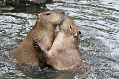 Playing capybaras in water  clipart