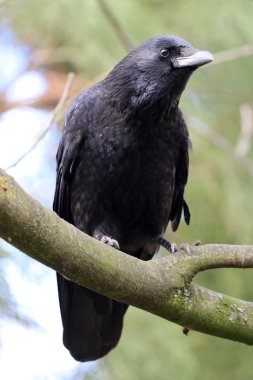 Kara Karga ağaçta oturuyor