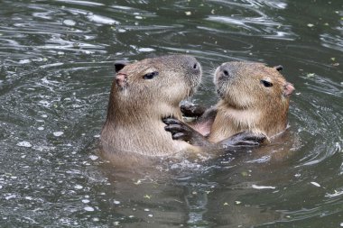 Playing capybaras in water  clipart