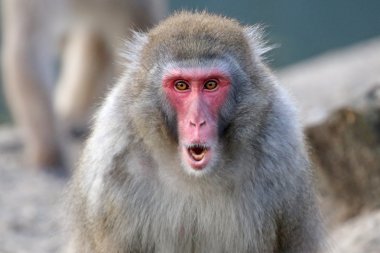 Yaban hayatı rezervasyonunuzu yaparken Japon maymun