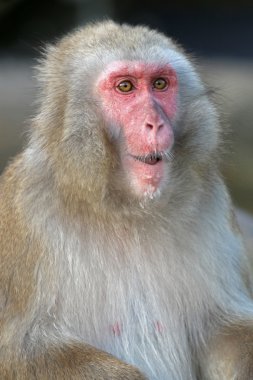 Yaban hayatı rezervasyonunuzu yaparken Japon maymun