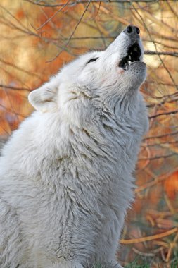 Yaban hayatı rezervasyonunuzu yaparken Beyaz kurt