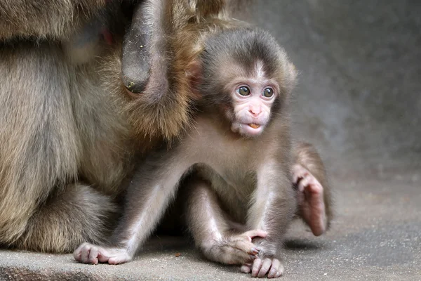 Japonês macaco bebê — Fotografia de Stock