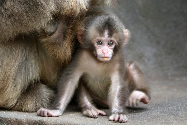 Дитина японської мавпи — стокове фото
