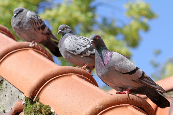 Pigeons sitting on the roof