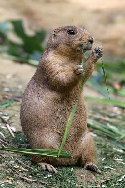 Prairie cão comendo grama — Fotografia de Stock