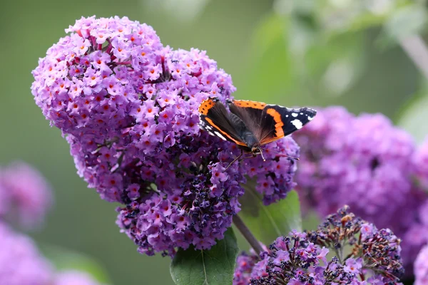 Farfalla su fiore viola — Foto Stock