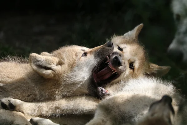 Wolf pups playing — Stock Photo, Image