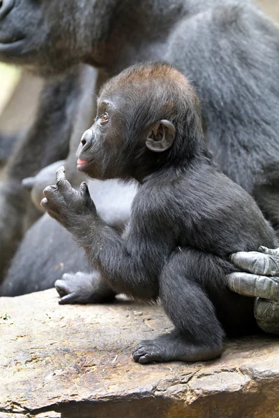 Gorilla bebé con madre — Foto de Stock