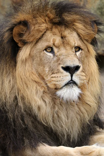 Lion in wildlife reservation — Stock Photo, Image