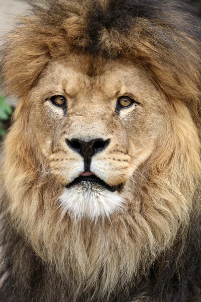 Лев в заповеднике — стоковое фото