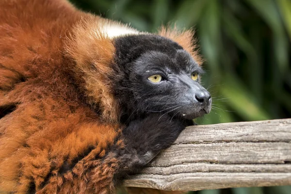 Kırmızı lemur ahşap oturum — Stok fotoğraf