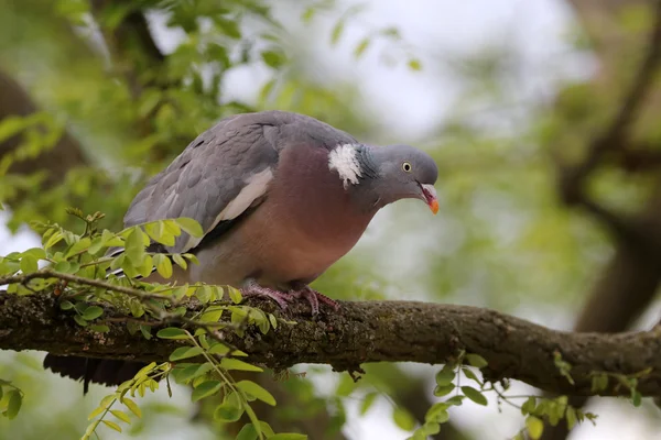 Ringdove kuş ağaç üzerinde — Stok fotoğraf