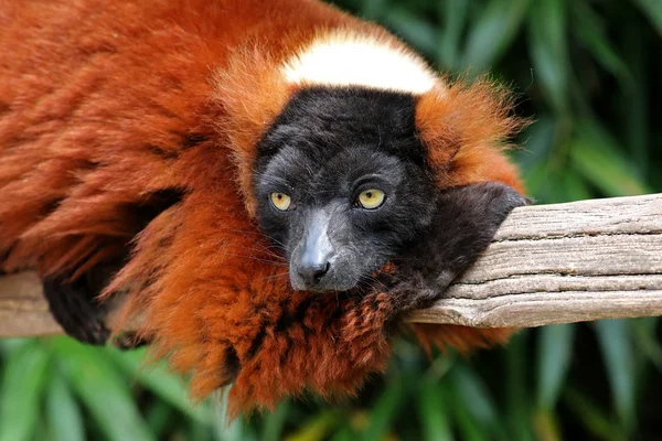 Lemure rosso su tronco di legno — Foto Stock