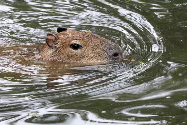 Χαριτωμένο capybara στο νερό — Φωτογραφία Αρχείου