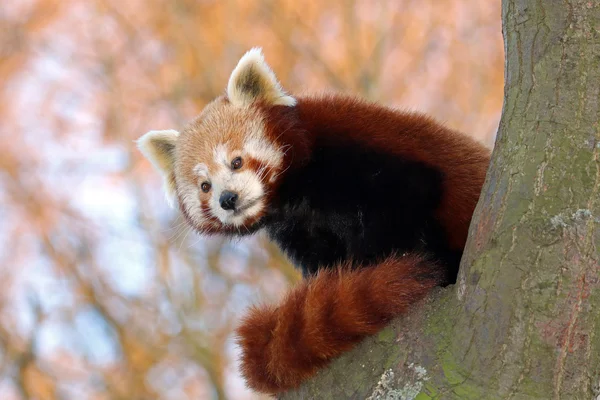 Panda vermelho na árvore — Fotografia de Stock