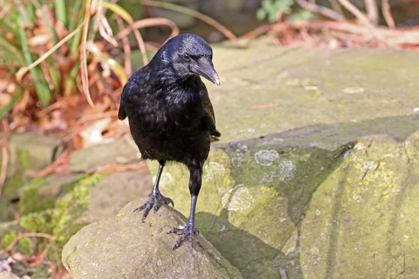 Corvo nero su pietra — Foto Stock