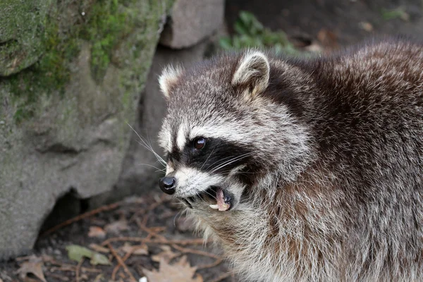 Waschbär mit offenem Maul — Stockfoto