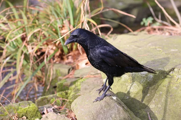 Corbeau noir sur pierre — Photo