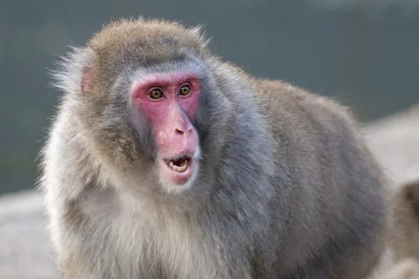 Japanischer Affe im Naturschutzgebiet — Stockfoto