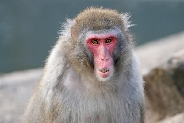 Японская обезьяна в заповеднике — стоковое фото