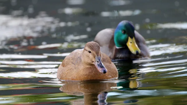 Wild ducks in lake — Stock Photo, Image