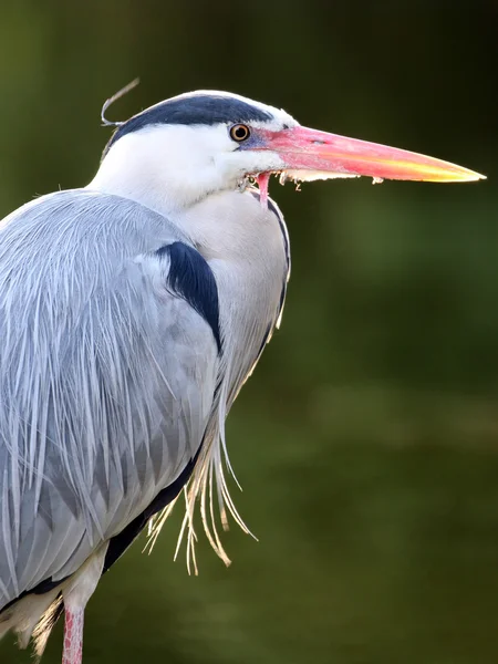 Blue heron bird — Stock Photo, Image