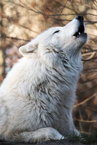 Witte wolf in wildlife reservering — Stockfoto