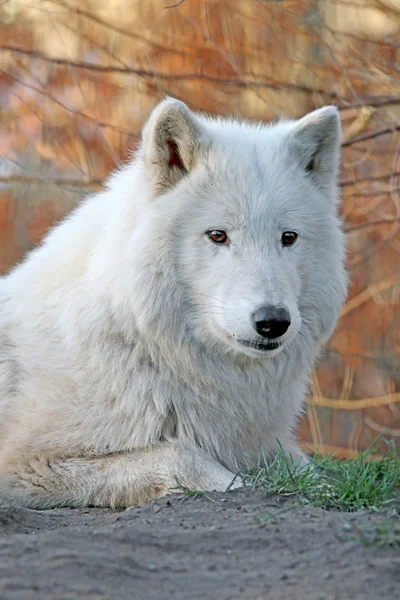 Lobo branco na reserva de vida selvagem — Fotografia de Stock