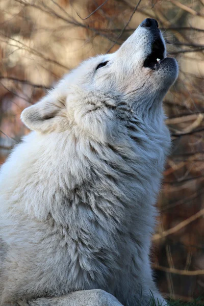 在野生动物保留中的白狼 — 图库照片