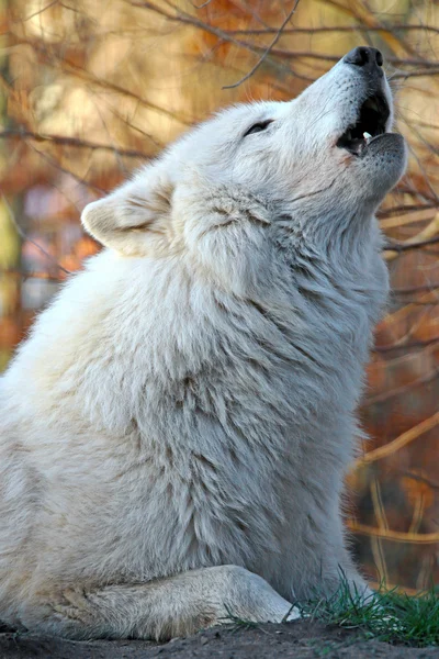 Witte wolf in wildlife reservering — Stockfoto