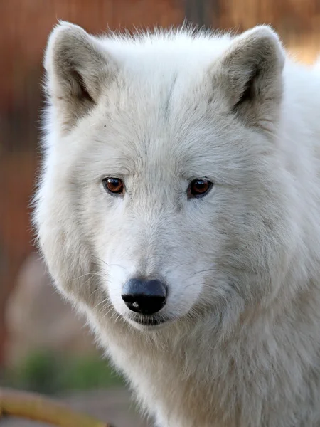 Lobo branco na reserva de vida selvagem — Fotografia de Stock