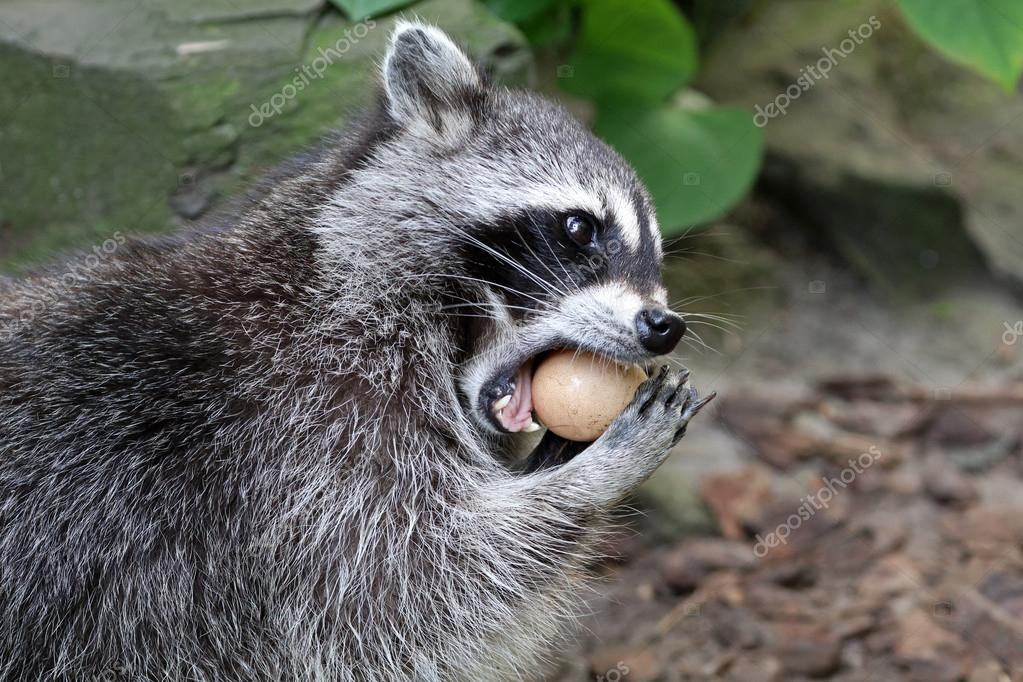 Raccoon eating outdoors — Stock Photo © EBFoto 118332804