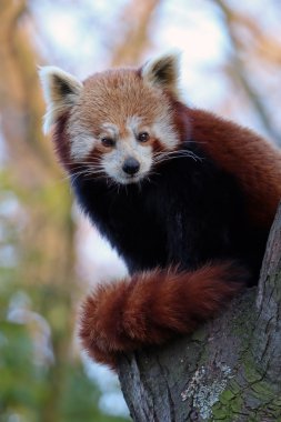 Red panda ağaç üzerinde
