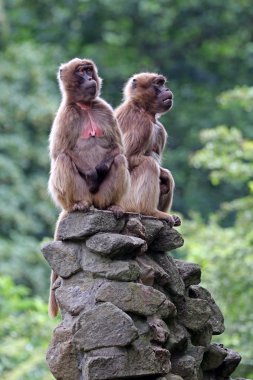 Gelada females monkeys clipart