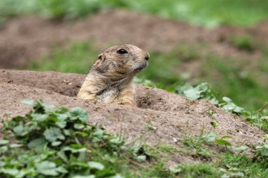 Çayır köpeği'ni zeminde