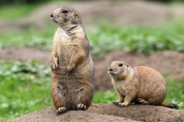 Zemin çayır köpekleri