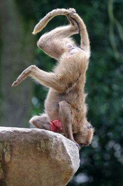 Gelada female acrobat clipart