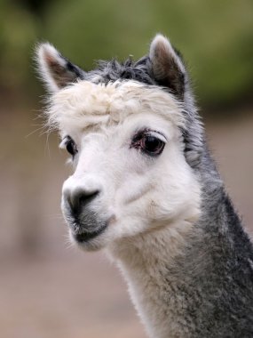 Alpaka yaban hayatı rezervasyonunuzu yaparken