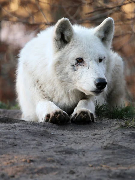 White wolf in wildlife reservation — Stock Photo, Image