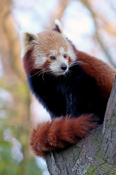 Красная панда на дереве — стоковое фото