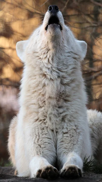 Witte wolf in wildlife reservering — Stockfoto