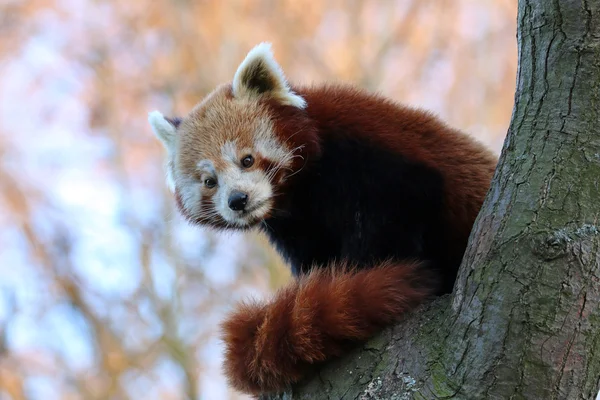 Panda rouge sur l'arbre — Photo