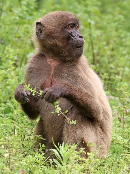 Gelada female youngster — Stock Photo, Image