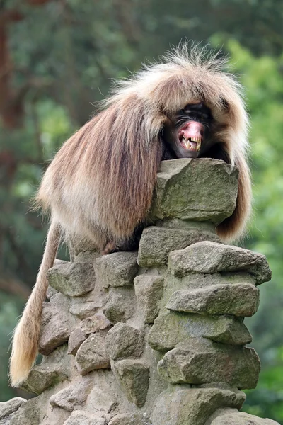 Gelada macaco macho — Fotografia de Stock