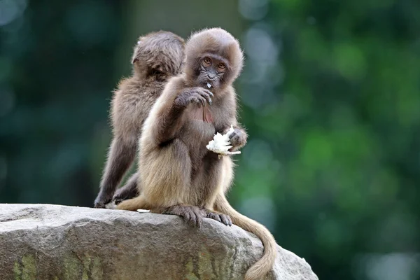 Gelada hembras monos — Foto de Stock