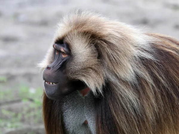 Gelada ลิงตัวผู้ — ภาพถ่ายสต็อก