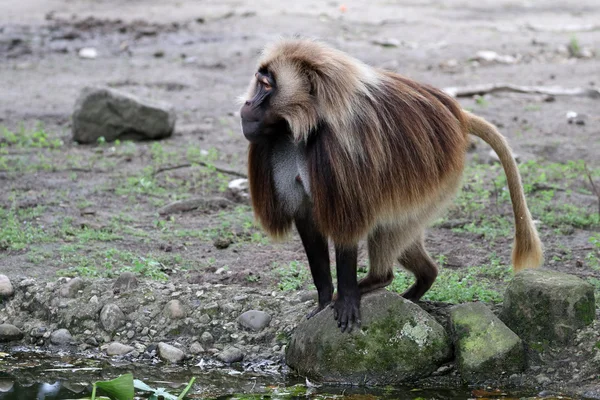 Gelada mono macho — Foto de Stock