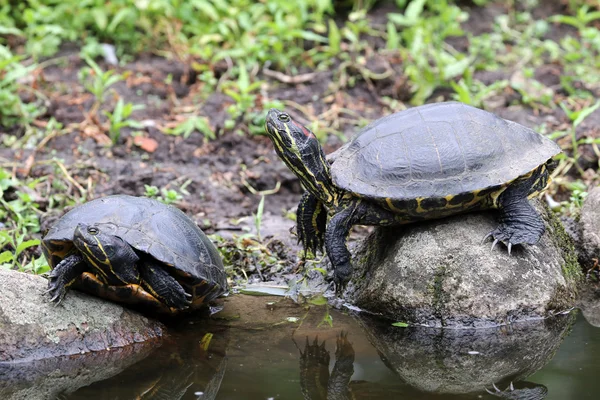 Wasserschildkröten auf Steinen — Stockfoto