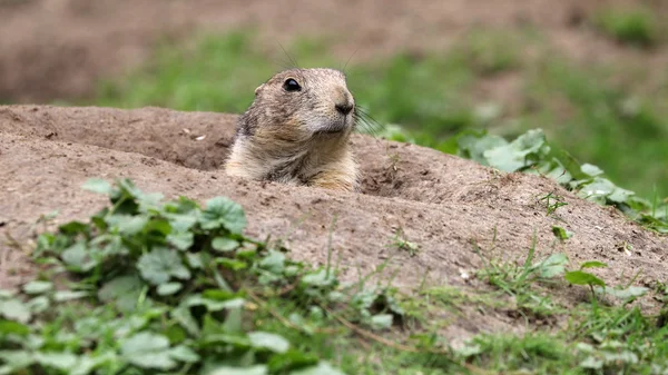 Prairie dog on ground — Stock Photo, Image